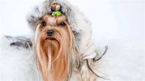 Why do Yorkshire Terriers get cold easily