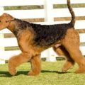 Why do Yorkshire Terriers have a strong prey drive