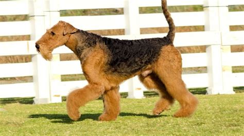 Why do Yorkshire Terriers have a strong prey drive