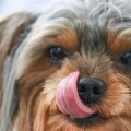 Why do Yorkshire Terriers lick their paws