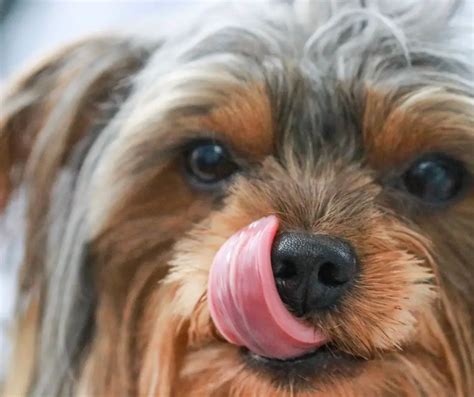 Why do Yorkshire Terriers lick their paws