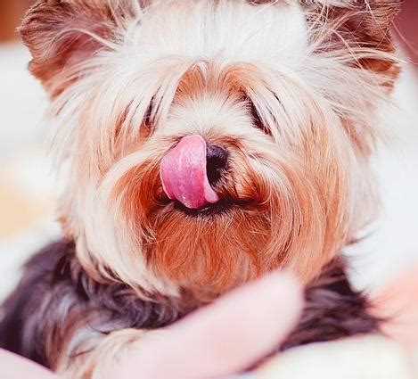 Why do Yorkshire Terriers need so much attention