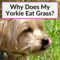 Why does my Yorkie avoid certain foods