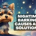 Why does my Yorkie bark at night