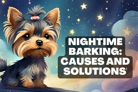 Why does my Yorkie bark at night