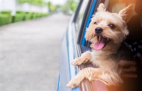 Why does my Yorkie bark at passing cars