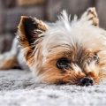 Why does my Yorkie dig at the carpet