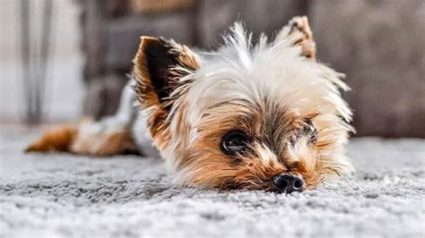 Why does my Yorkie dig at the carpet