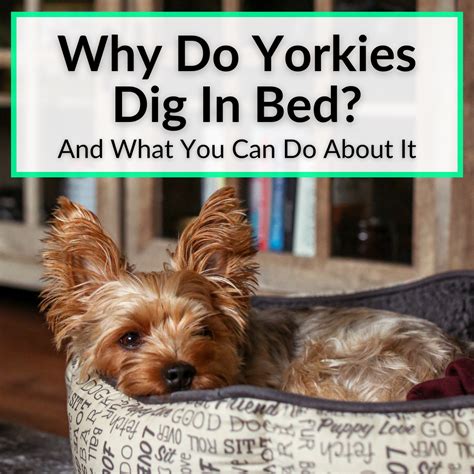 Why does my Yorkie dig in bed