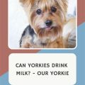 Why does my Yorkie drink so much