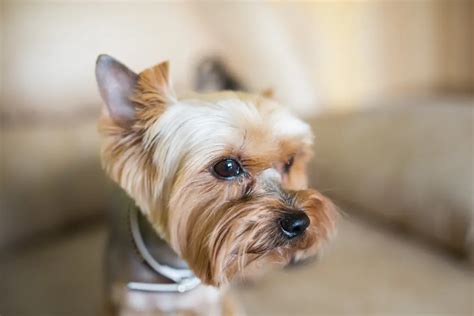 Why does my Yorkie drink so much water