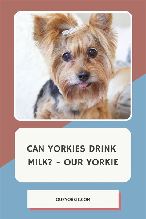 Why does my Yorkie drink so much