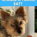 Why does my Yorkie eat too fast