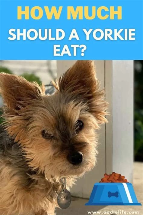 Why does my Yorkie eat too fast