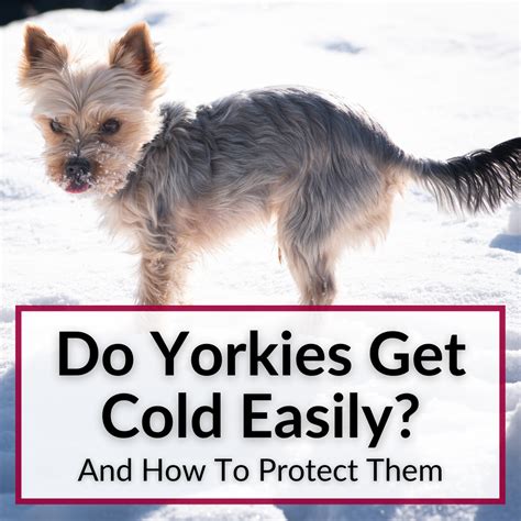 Why does my Yorkie get cold easily