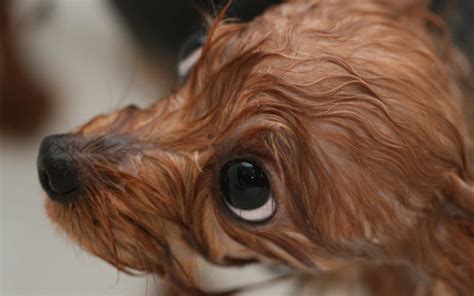 Why does my Yorkie get scared during baths