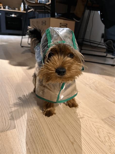 Why does my Yorkie hate rain