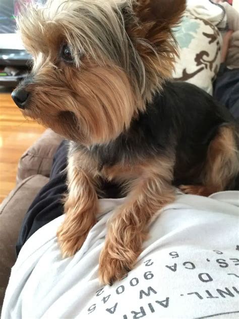 Why does my Yorkie have a cold nose