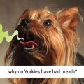 Why does my Yorkie have bad breath