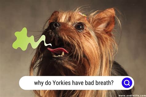 Why does my Yorkie have bad breath