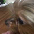 Why does my Yorkie have dandruff