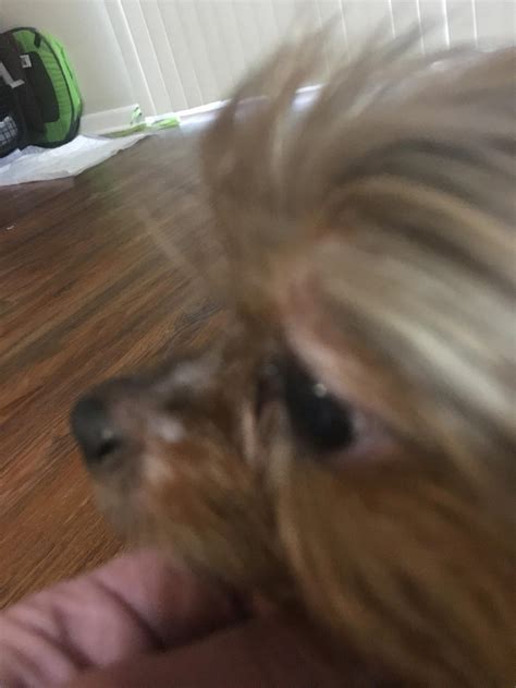 Why does my Yorkie have dandruff