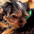 Why does my Yorkie have hiccups