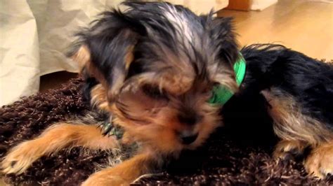 Why does my Yorkie have hiccups