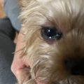 Why does my Yorkie have red eyes