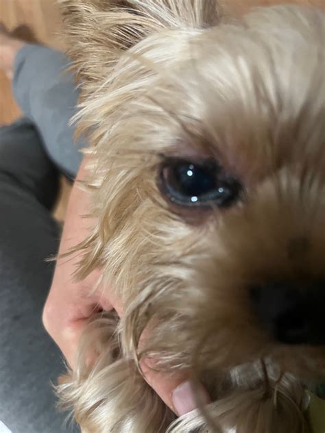 Why does my Yorkie have red eyes