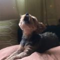 Why does my Yorkie howl at sirens