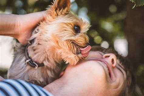 Why does my Yorkie lick my face