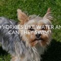 Why does my Yorkie like to play with water