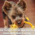 Why does my Yorkie love to play tug-of-war