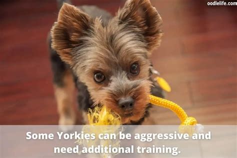 Why does my Yorkie love to play tug-of-war