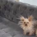 Why does my Yorkie rub against furniture