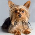 Why does my Yorkshire Terrier have bad breath