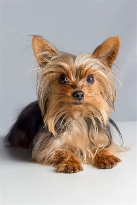 Why does my Yorkshire Terrier have bad breath