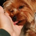 Why does my Yorkshire Terrier lick excessively