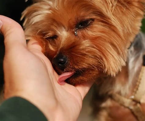 Why does my Yorkshire Terrier lick excessively