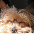 Why does my Yorkshire Terrier sleep so much