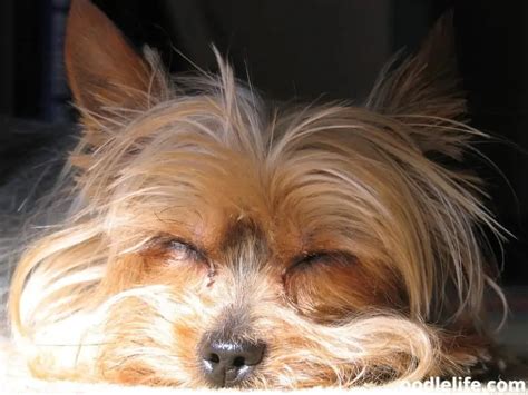 Why does my Yorkshire Terrier sleep so much