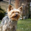 Why does my Yorkshire Terrier whine a lot