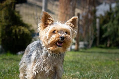 Why does my Yorkshire Terrier whine a lot