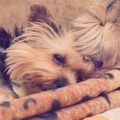 Why is my Yorkie always tired