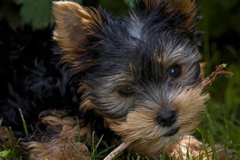 Why is my Yorkie chewing on wood