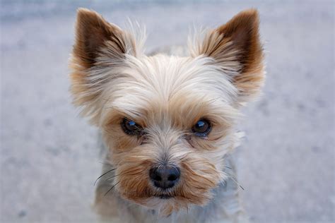 Why is my Yorkie hesitant to explore new places