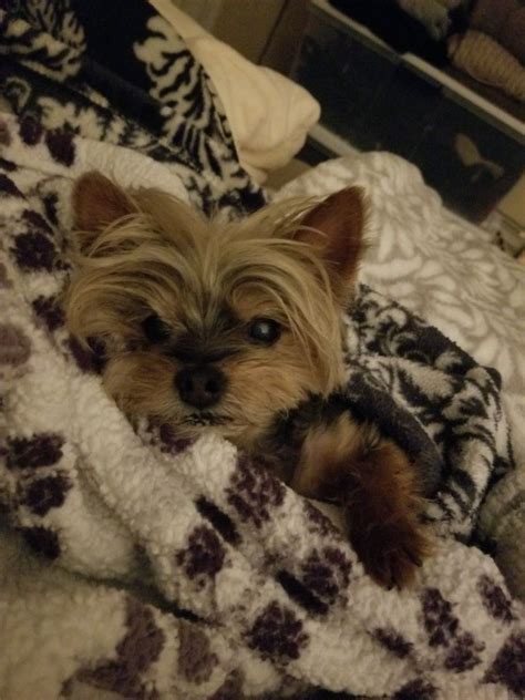 Why is my Yorkie more active at night