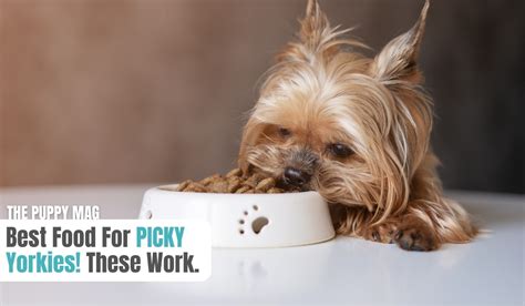 Why is my Yorkie picky with food