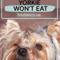 Why is my Yorkie refusing to eat